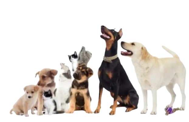 Happy dogs looking up, representing the pets cared for by Donna's Personal Pet Care in Clermont, FL